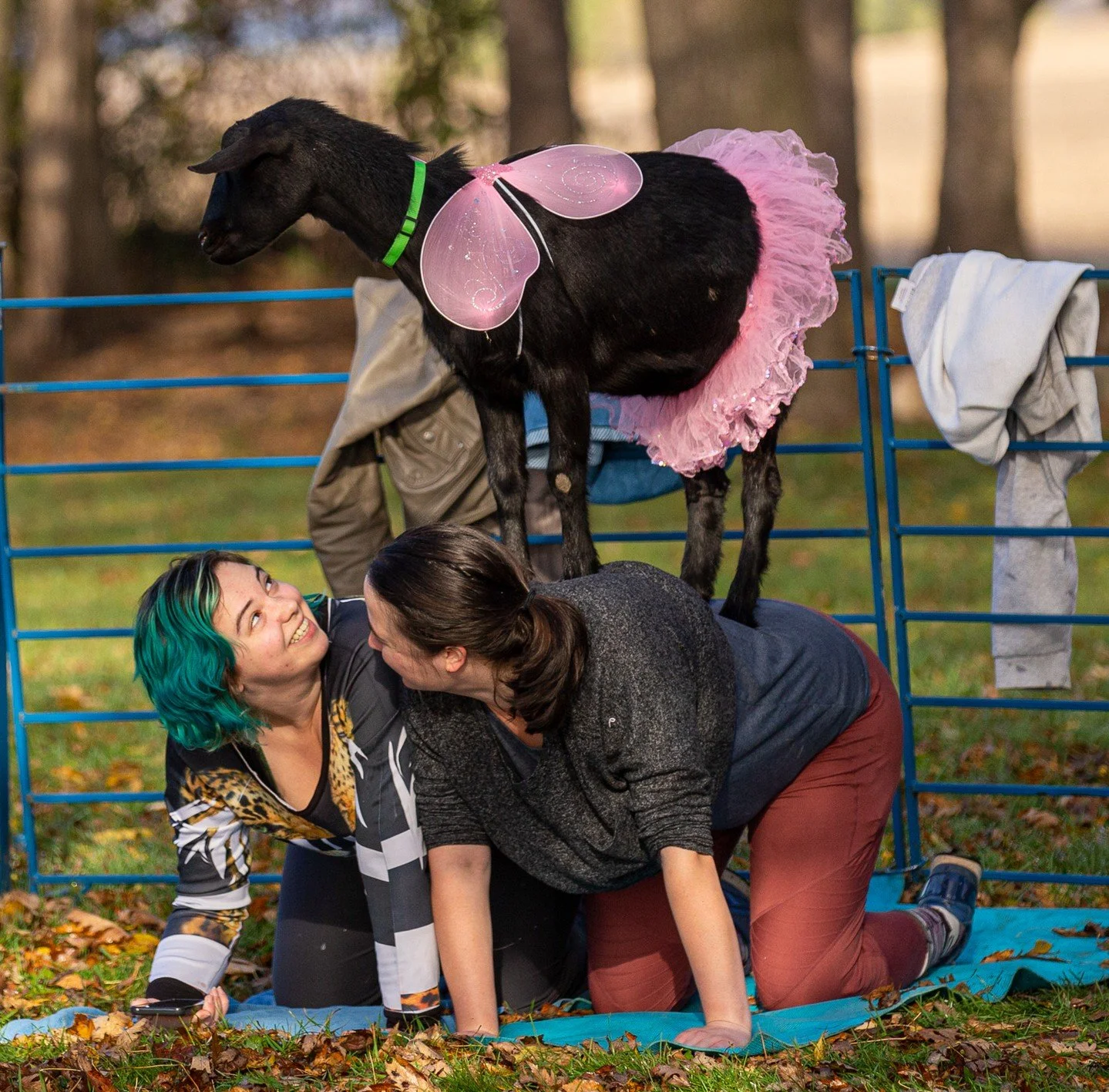 This Halloween, treat yourself to something truly unique! 👻 Our goats are getting into the spooky spirit with their best costumes for a special yoga session in the haunted hayloft. It's fun, cozy, and perfectly festive!

#thehayloftmn #goatyoga #twi