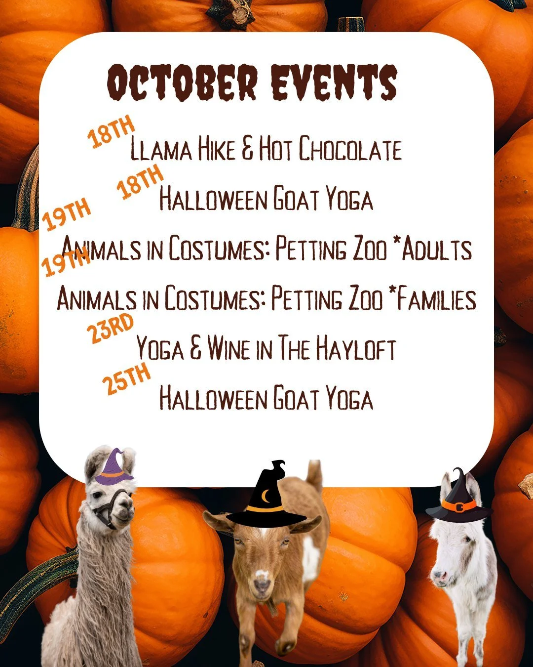 Look what's happening in October!

#thehayloftmn #goatyoga #halloween #pettingzoo