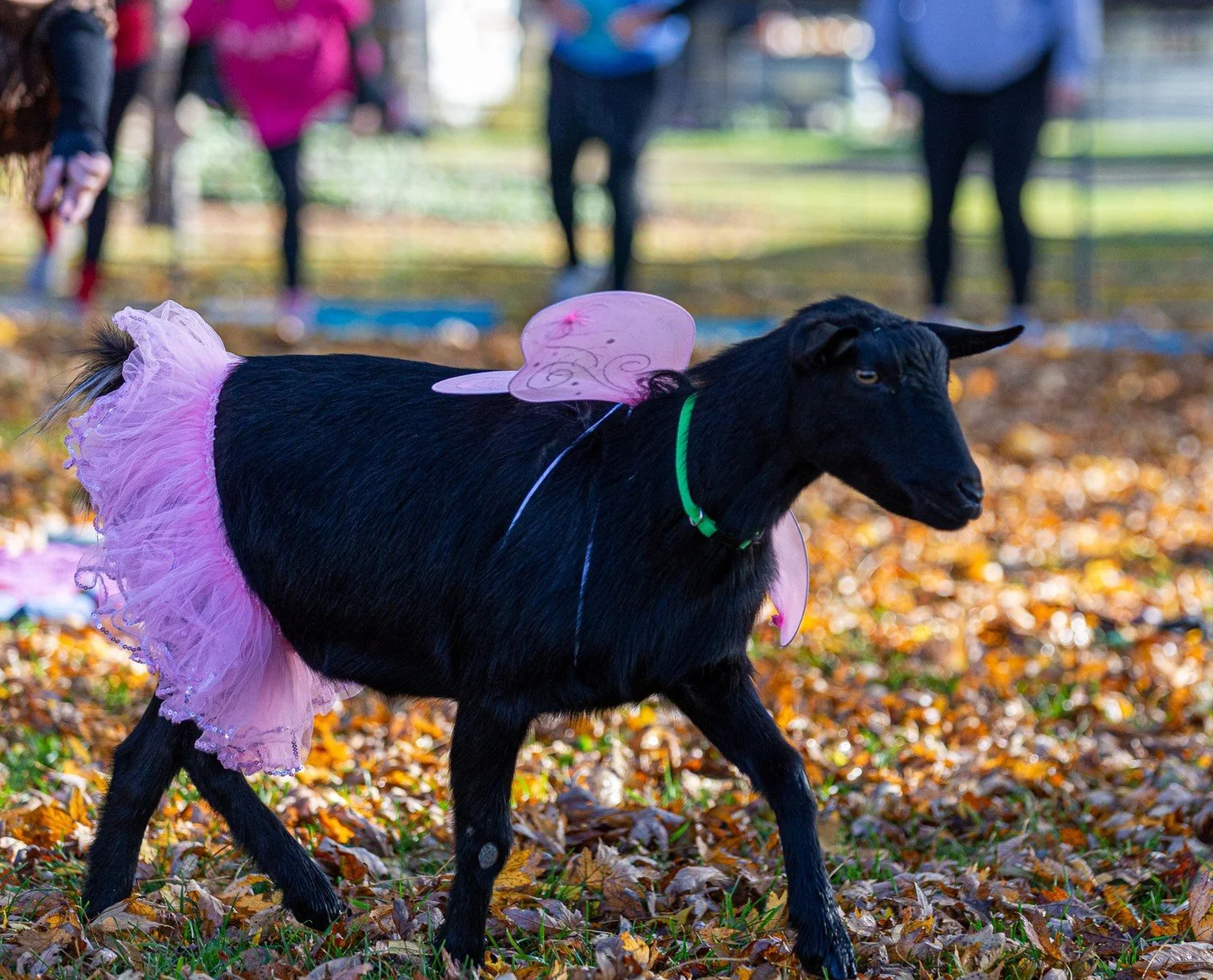 LAST Halloween Class is this Saturday! 

This October, trade your tricks for treats (and yoga poses)! Our special Halloween Goat Yoga features goats in costume and takes place in our charming haunted hayloft. It&rsquo;s the ultimate cozy spooky seaso