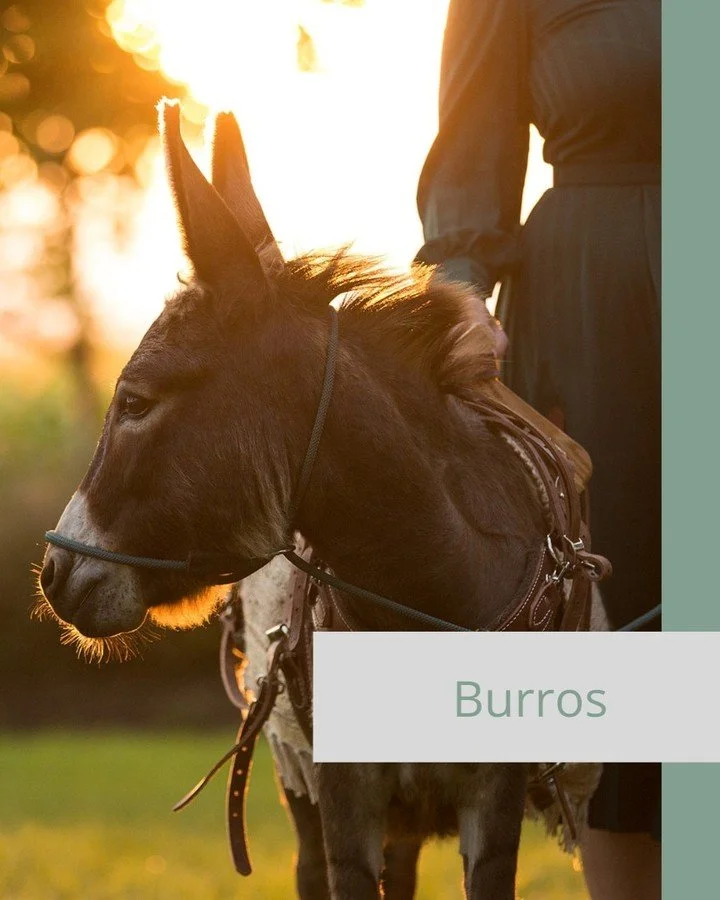 Book a beer burro for your event. Name a cuter bartender!

#beerburro #thehayloftmn