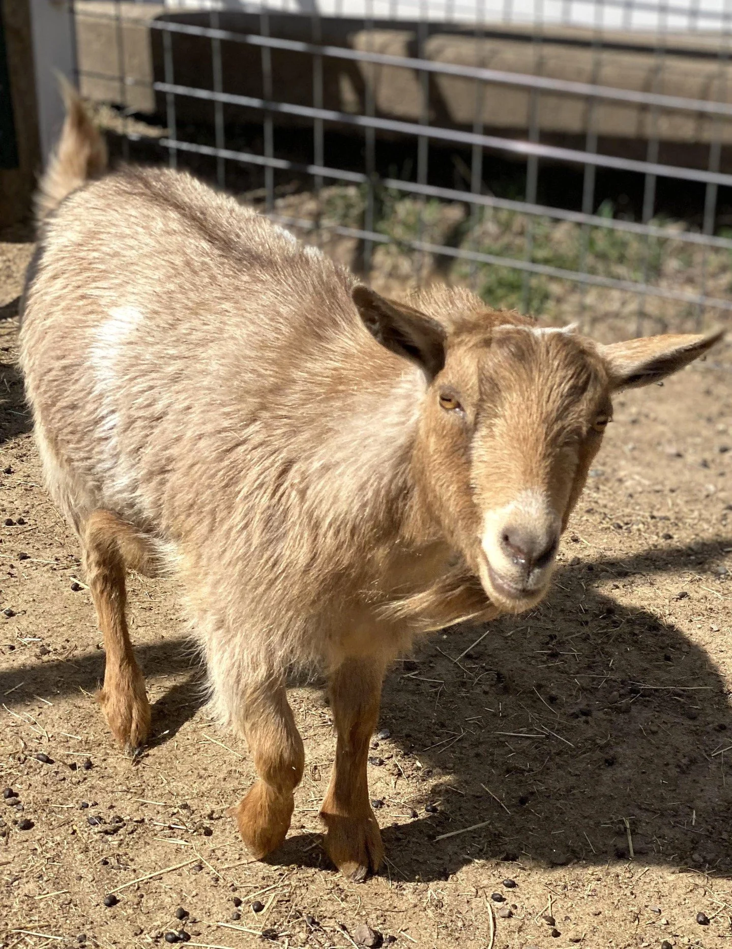 Meet me Monday:

Chainsaw

Don't let the name fool you! Chainsaw is a cuddle enthusiast disguised as a ruggedly named goat. Despite his potentially intimidating moniker, Chainsaw is a sweetheart through and through. His favorite pastime is snuggling 