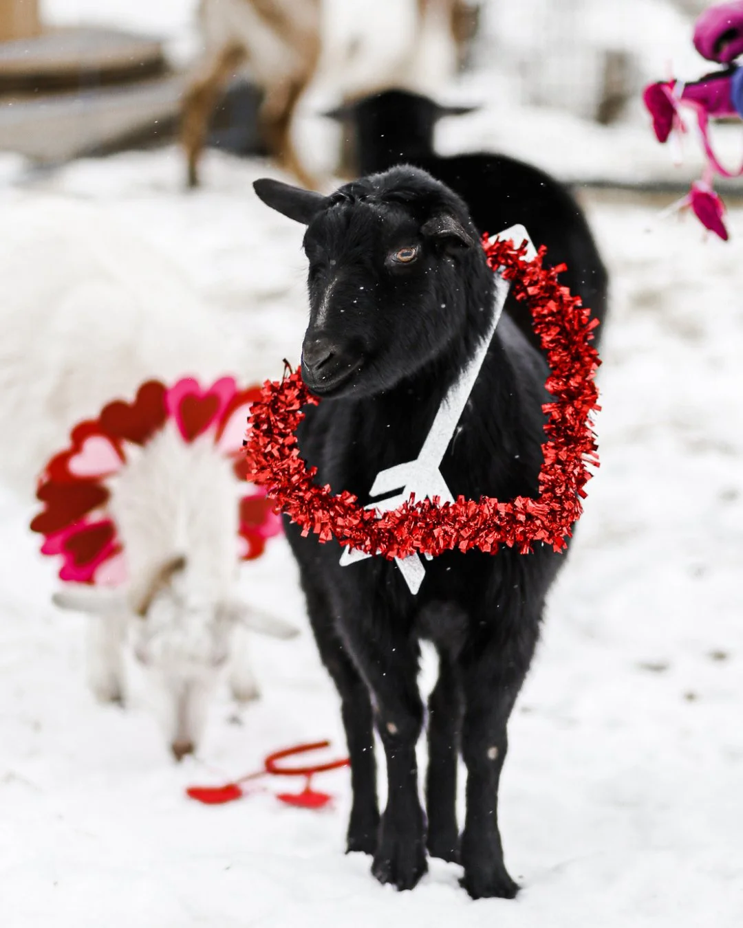 Sending you a whole 'llama' love. Happy Valentine&rsquo;s Day Weekend!

XOXO, your friends at The Hayloft

#thehayloftmn #goatyoga