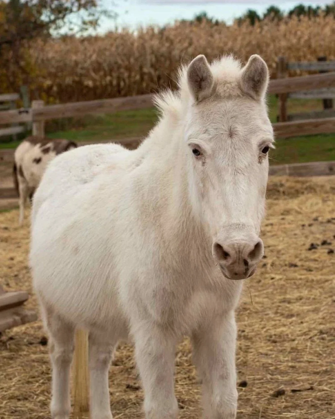 Meet me Monday:

Gabriel, our brave miniature mule, whose name holds a special connection to his giant twin, Moses. Gabriel didn't have the easiest start; he came to our The Hayloft as a rescue from a difficult neglect case, arriving feral and deeply