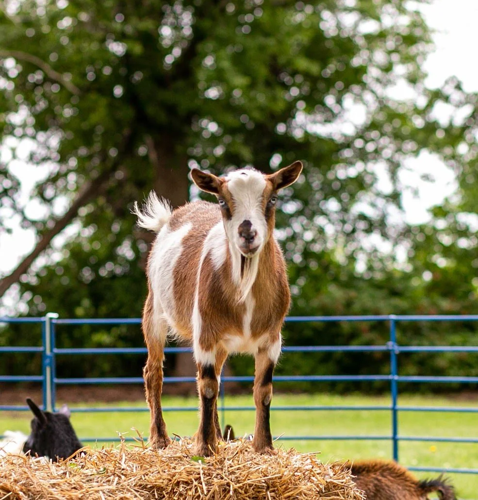 Meet me Monday:

Marshmallow isn't just a goat; he's the undisputed leader of the herd. With an air of quiet confidence and a regal demeanor, he commands respect and admiration from his fellow caprines. While he may not be one for the theatrical back