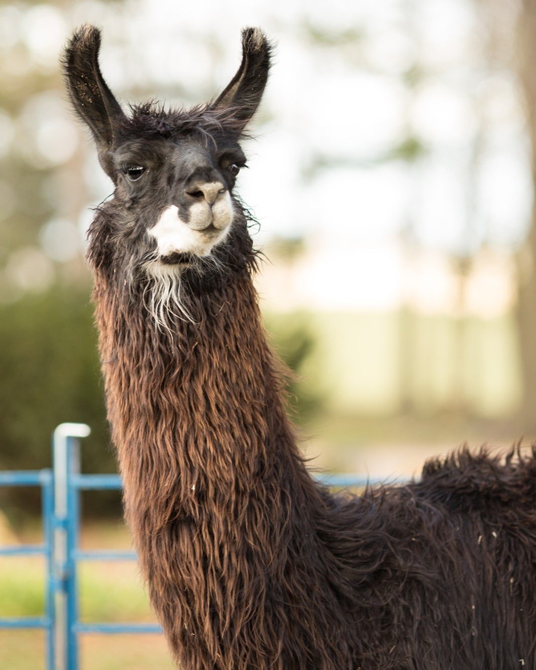 Meet me Monday:

This is Disco. Disco isn't your average "follow the herd" kind of guy. He&rsquo;s a charming mix of independent spirit and total goofball. While the other llamas might be busy with group drama, you&rsquo;ll likely find Disc