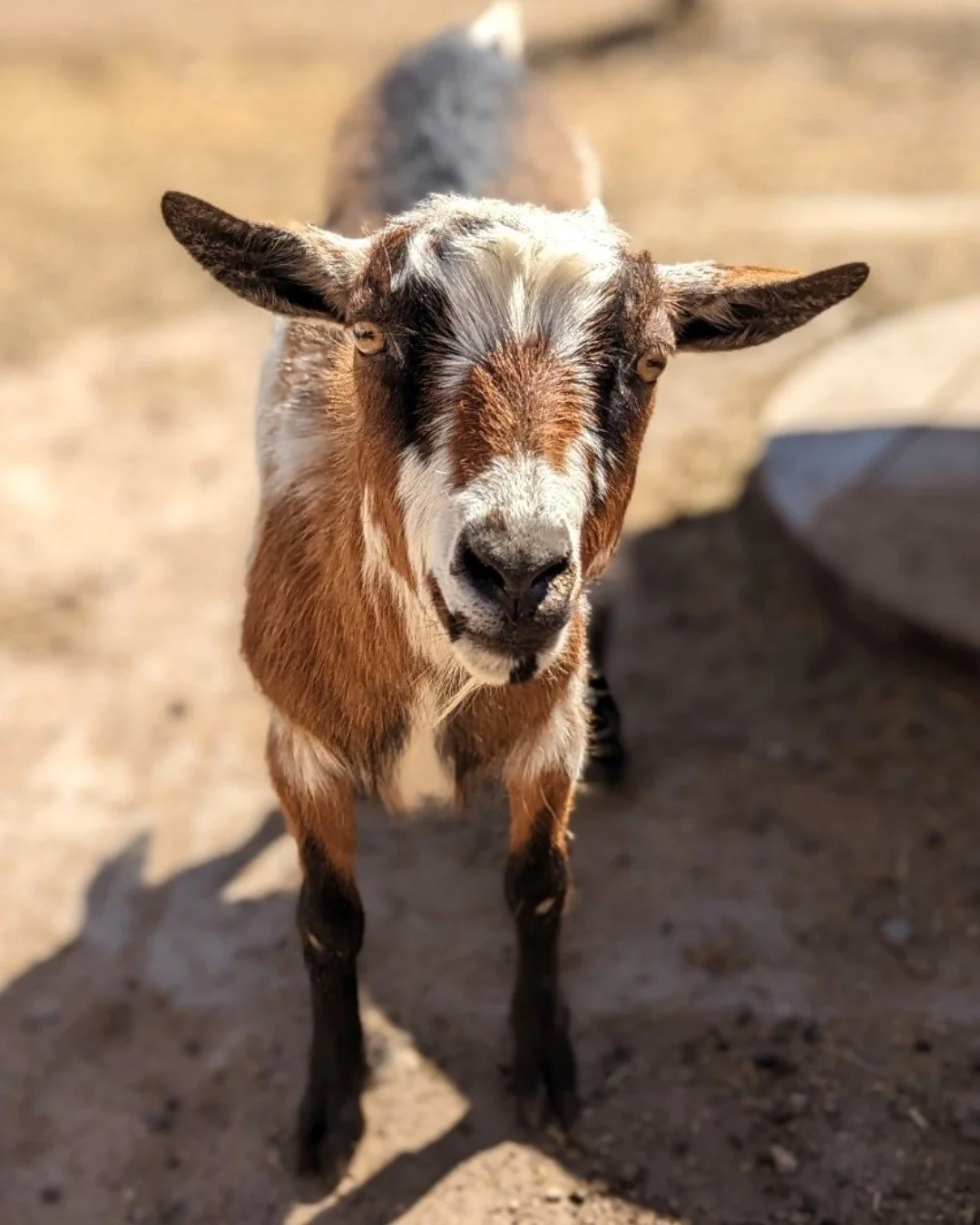 Tootle isn't just a goat; he's a performance artist! This energetic superstar is the undisputed headliner of any gathering, a true master of the gravity-defying leap. No back is too short, no shoulder too tall, no human too wide or small for Tootle's