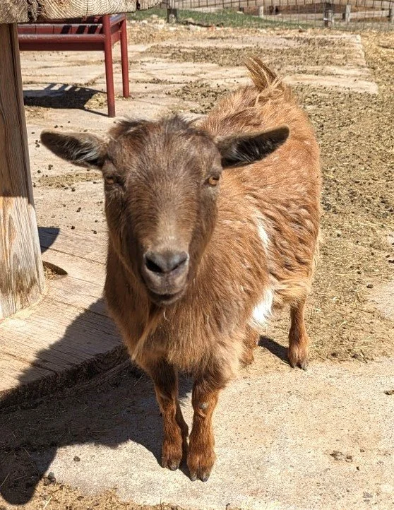 Meet me Monday:

Burrito
This magnificent creature is as wide as he is long, a testament to his unwavering dedication to delicious eats. And as if his impressive girth wasn't enough, Burrito sports a glorious mohawk, a stylish tuft that adds a touch 