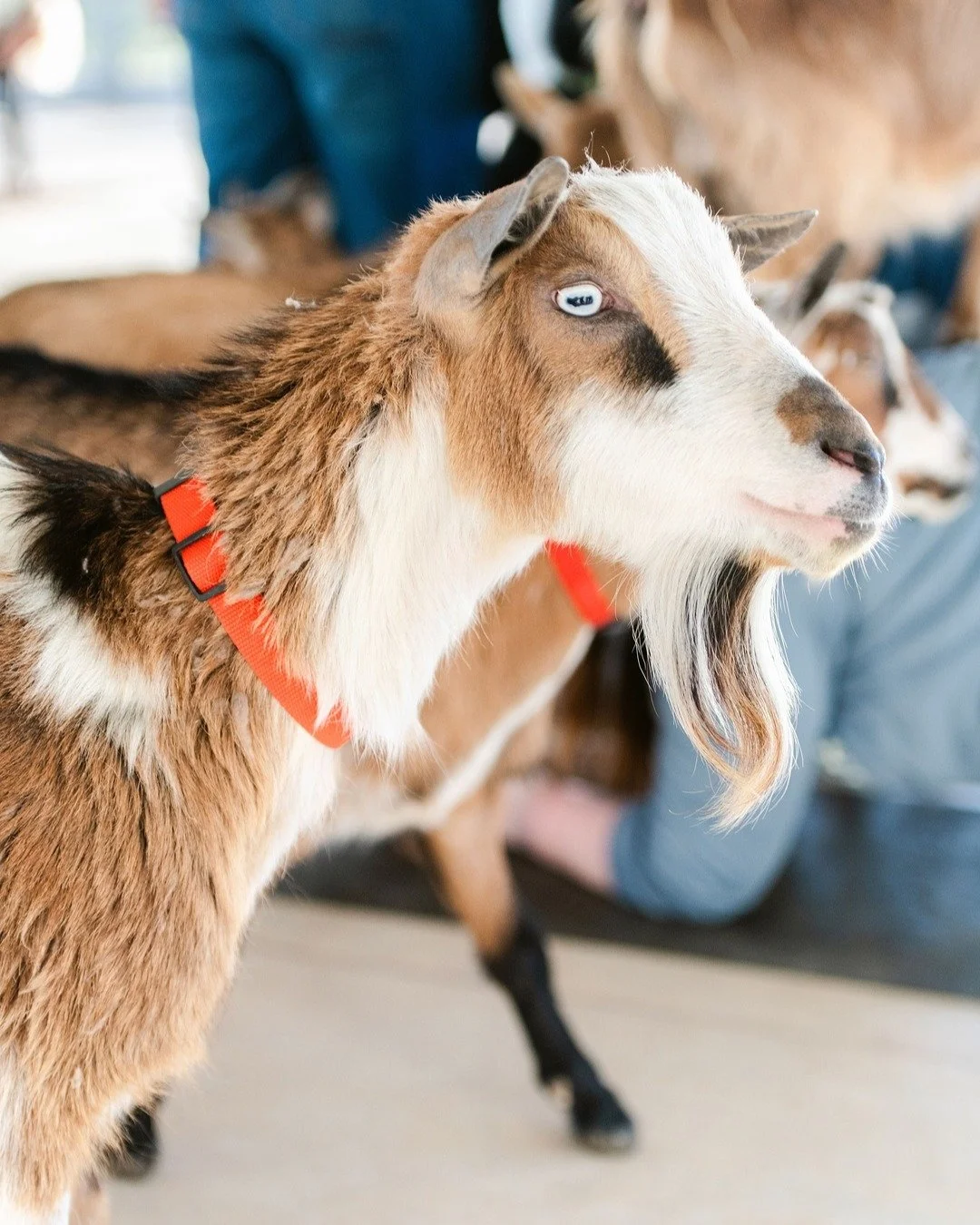 PSA: Your Cinco de Mayo plans just got a major upgrade. 🥑✨

Margaritas? Yes. 🍹
Yoga? Sure. 🧘&zwj;♀️
Goats in festive bandanas? ABSOLUTELY. 🐐

Tag your favorite 'rita-sipping pal and "taco-bout" which one of you is most likely to get tra