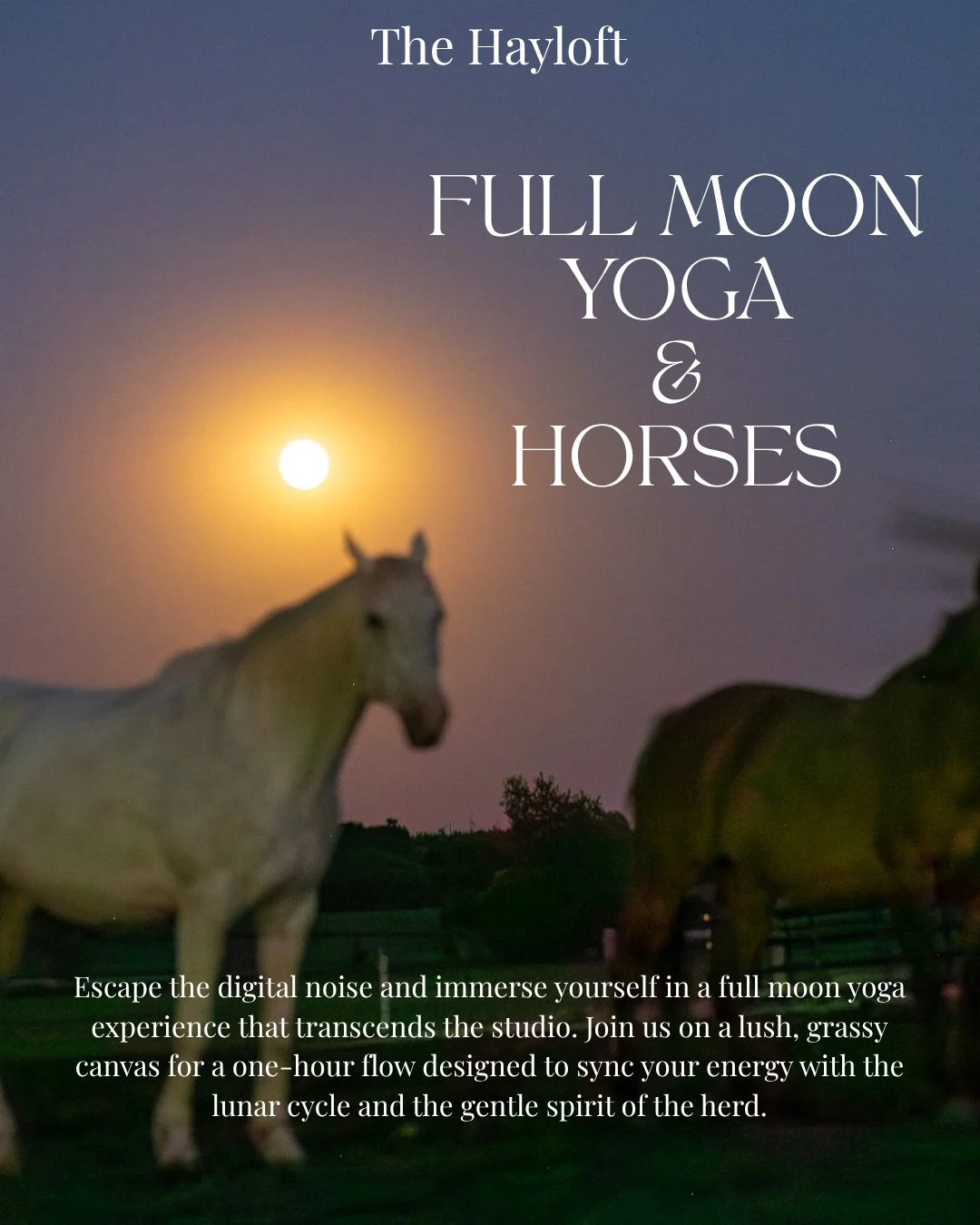 Full Moon. Deep Breath. Horse Heartbeat. ✨🌕

Join us under the celestial glow for an evening of lunar connection and gentle movement. In this special Full Moon Yoga class, we'll harness the high energy of the full moon to find clarity, release what 