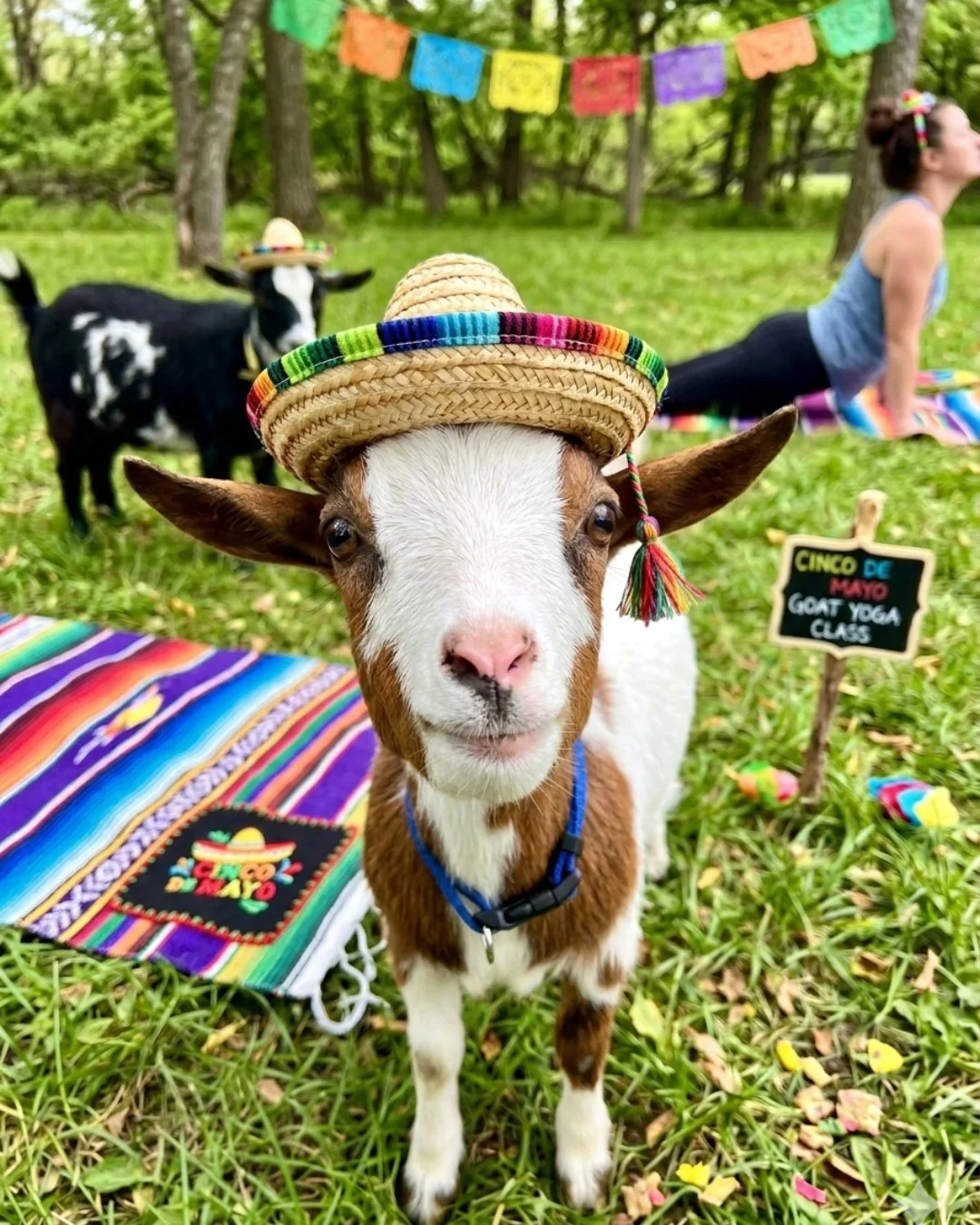 Baa-maste and pass the tequila! 🥂🐐 We&rsquo;re celebrating Cinco de Mayo the only way we know how: with downward dogs, playful goats, and tequila. Join us at the ranch for an evening of movement and a margarita social.

Link in bio to grab your spo