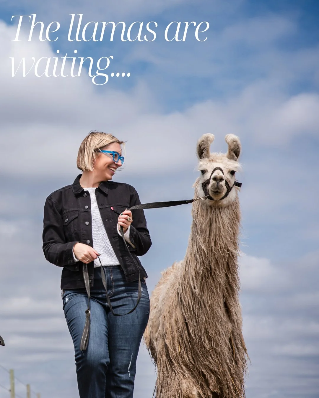 Llama treks are back! Join us for an unforgettable experience. Take a walk on the wildside with our sweet llamas. Private and public hikes are available. Email or DM for more info.

#llamatrek #minnesota #thehayloftmn