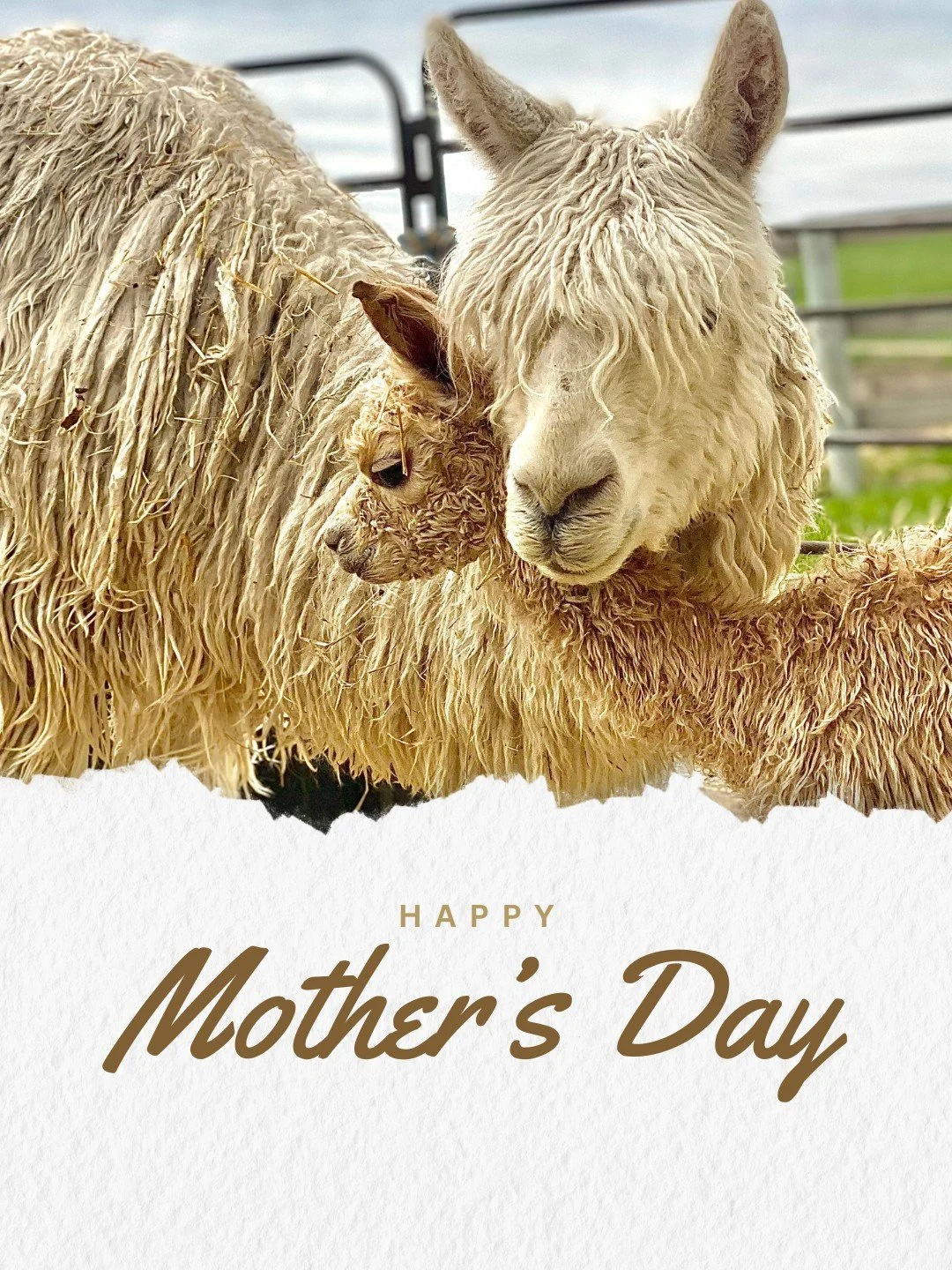 Happy Mother's Day to all the awesome moms out there. 

To the moms who aren&rsquo;t afraid to get a little dirt on their boots and a lot of love in their hearts&mdash;today we celebrate you. 

Congratulations to our alpaca, Lauri, on the arrival of 