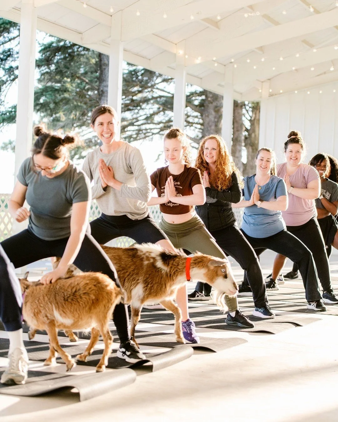 Your summer mood board called&mdash;it needs more goats.

#goatyoga #thehayloftmn #minnesota