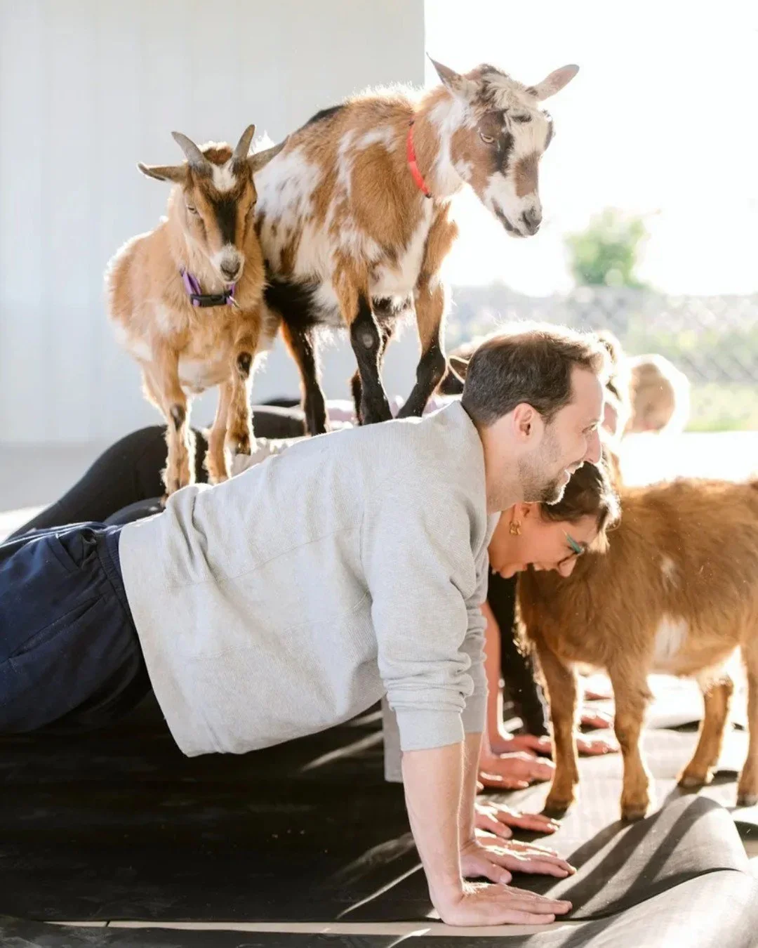 Less Stress, More Goats. 🐐✨
Our next Goat Yoga sessions are August 22nd and September 20th Don't miss out on the fluffiest Downward Dog you've ever experienced.

✅ All levels welcome (beginners encouraged!)

✅ Plenty of cuddle time included

✅ Guara