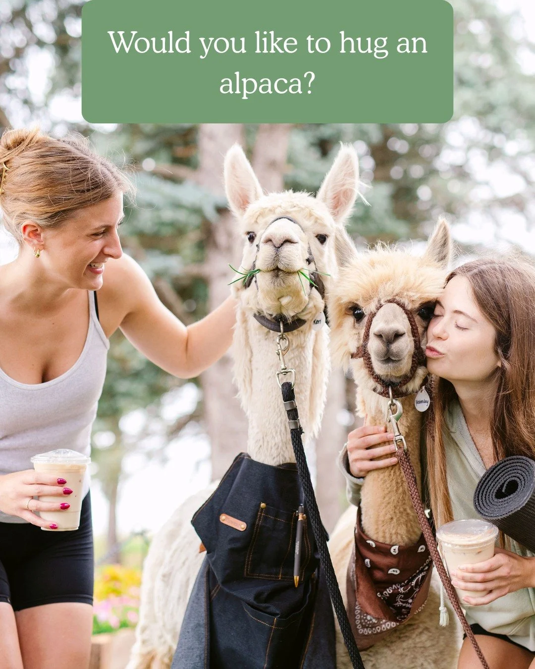 Ready to hang out with the ultimate cozy squad? 🦙✨

The Llama Lounge is back, and it&rsquo;s a total dream for animal lovers! Step onto our gorgeous 40-acre horse ranch to pet, brush, and walk the cutest crew around:

&bull; Llamas &amp; Alpacas
&bu