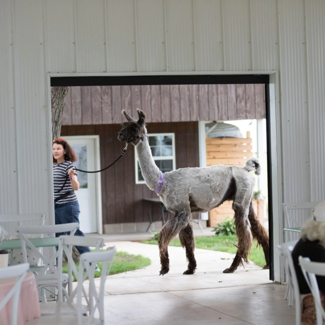 The Llama Lounge is OPEN!

Don't miss out on this one-of-a-kind experience. 

The ultimate recipe for a perfect afternoon: Good coffee, great views, and adorable animals.

The lattes are freshly brewed, the llamas are looking for you to lead them on 