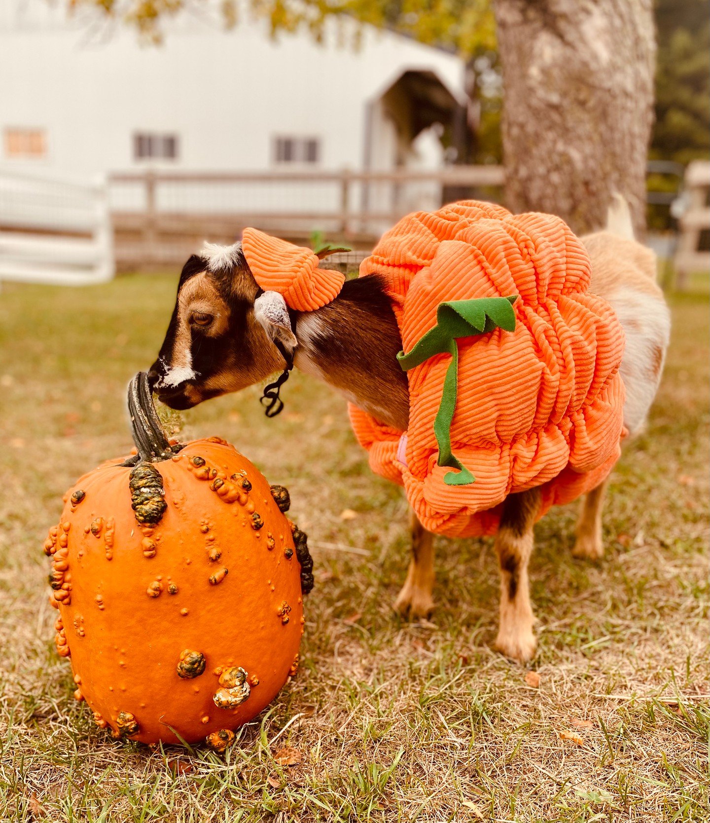 St. Paul&rsquo;s cutest autumn tradition is back! 🎃🐐 

Join us Sept 20th for Pumpkin Patch Goat Yoga &amp; stay for fresh PSL. 

Spots fill fast&mdash;tap the link in bio to book your mat! #StPaulMN #VisitStPaul #thehayloftmn #goatyoga