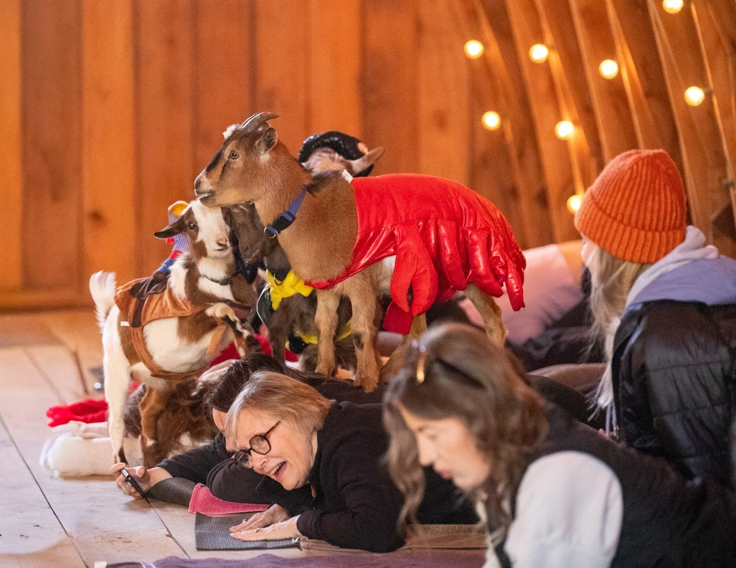 Your Halloween plans just goat a whole lot cuter!

#halloweengoatyoga #thehayloftmn #goatyoga #mnhalloween