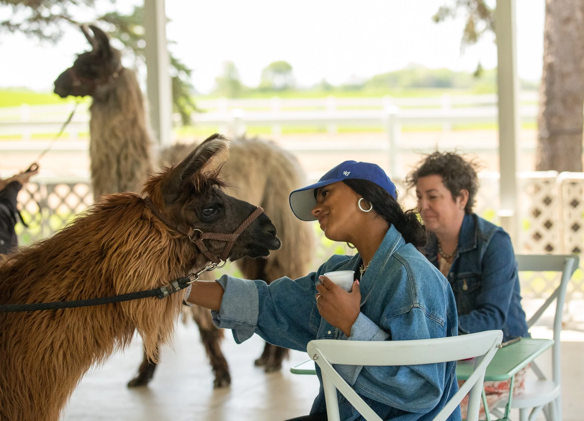 Mother's Day Brunch with Llamas // May 10th // 11 am - 12:30 pm