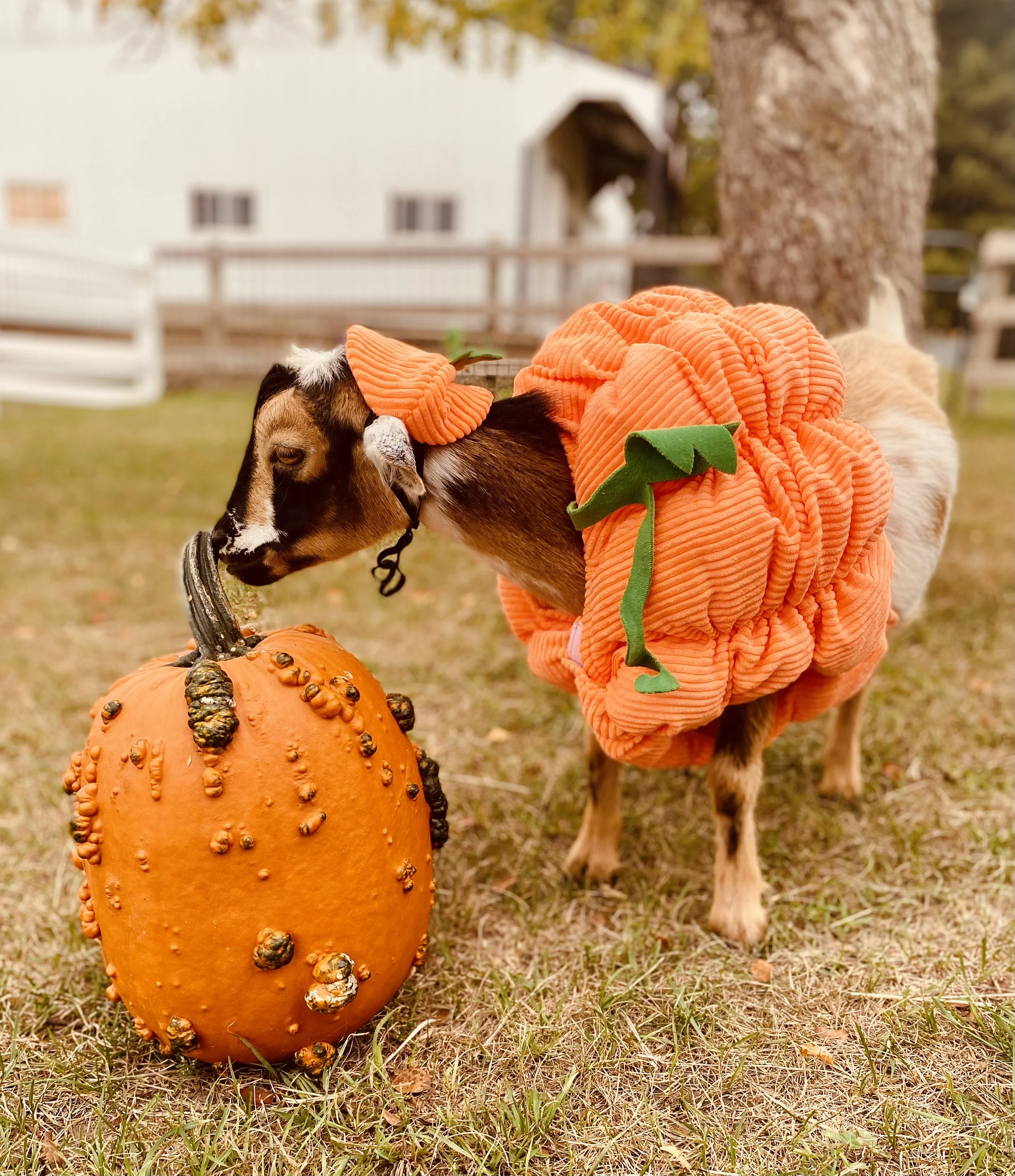 Goat Yoga Pumpkin Patch & Pumpkin Spice Lattes // September 20th // 11 am - 12:30 pm