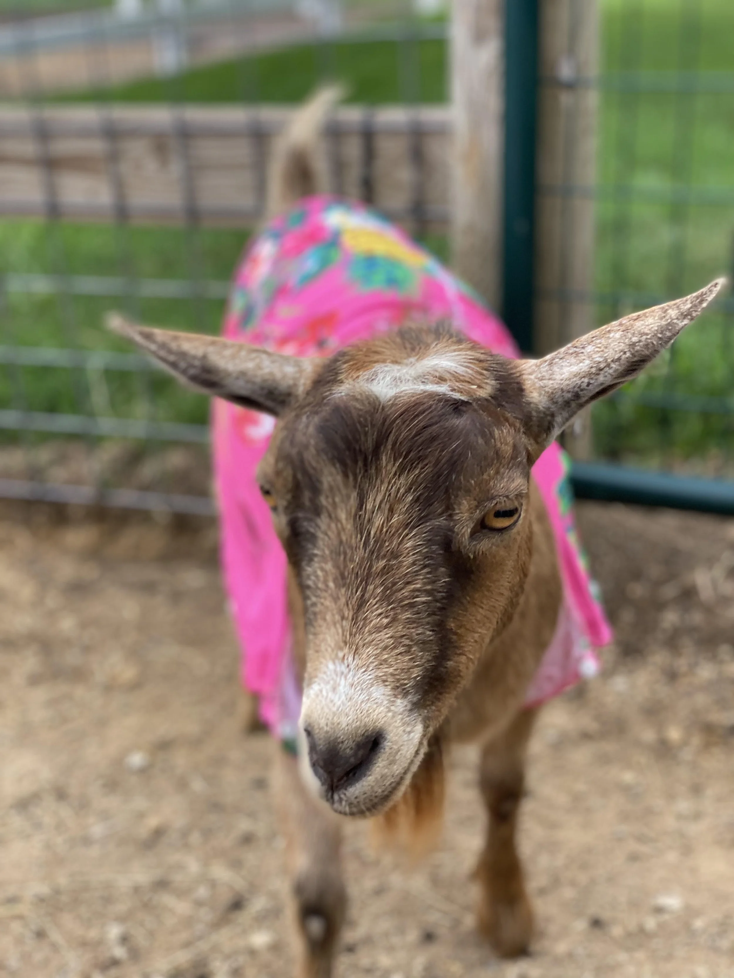 Tropical Goat Yoga // August 22nd //  11 am - 12 pm