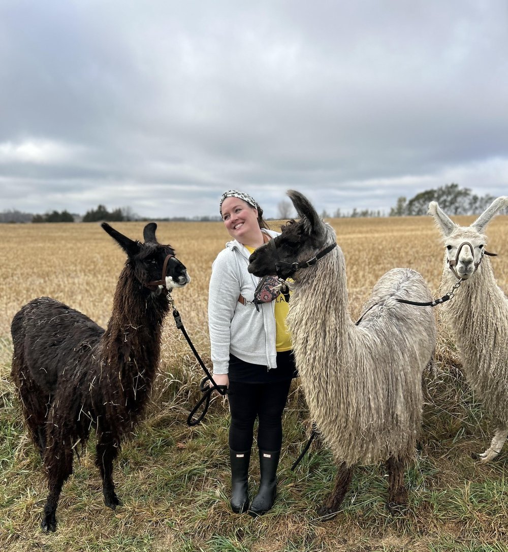 Llamas.jpg