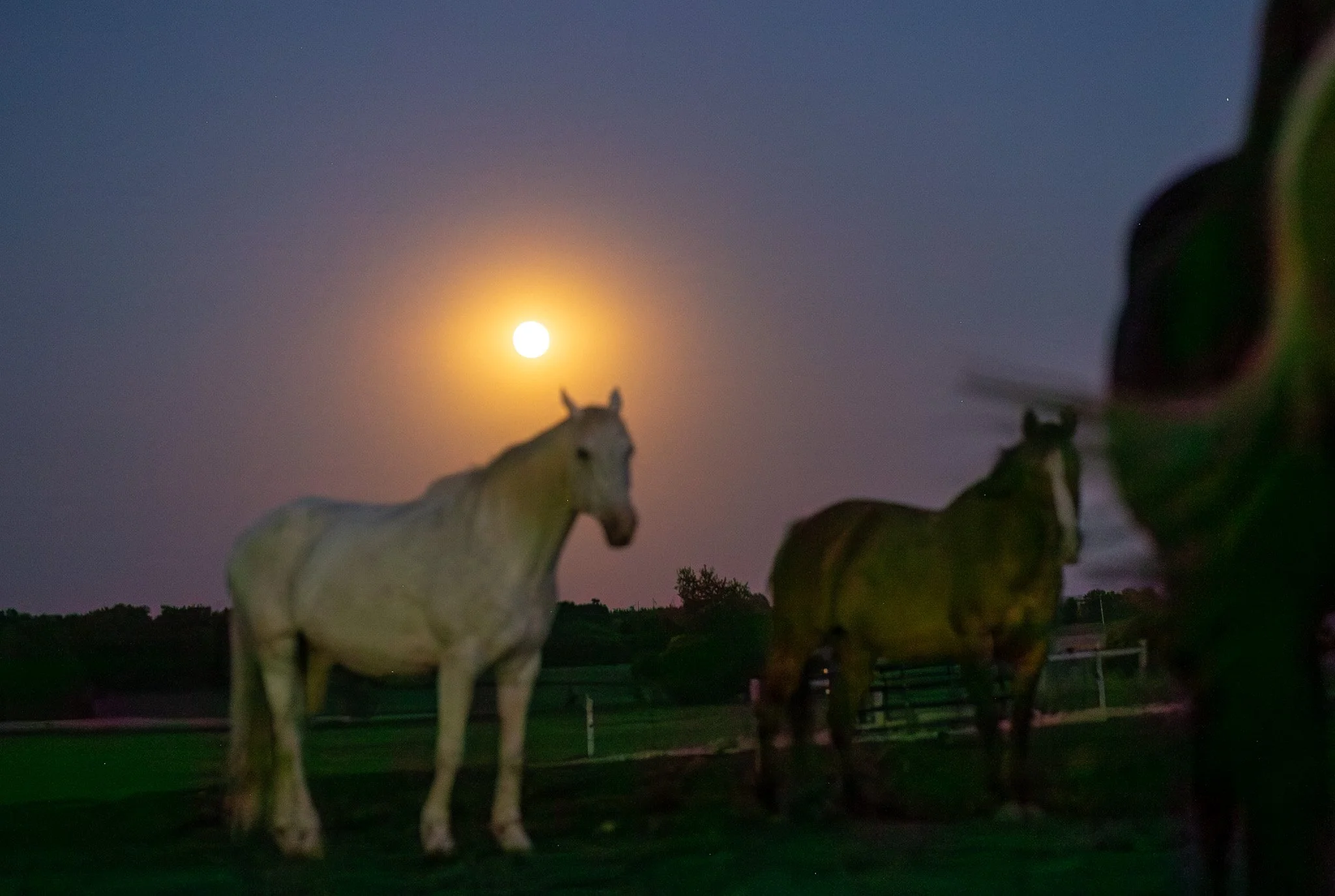 Winter Solstice Horse Yoga // December 21st // 6 pm - 7 pm