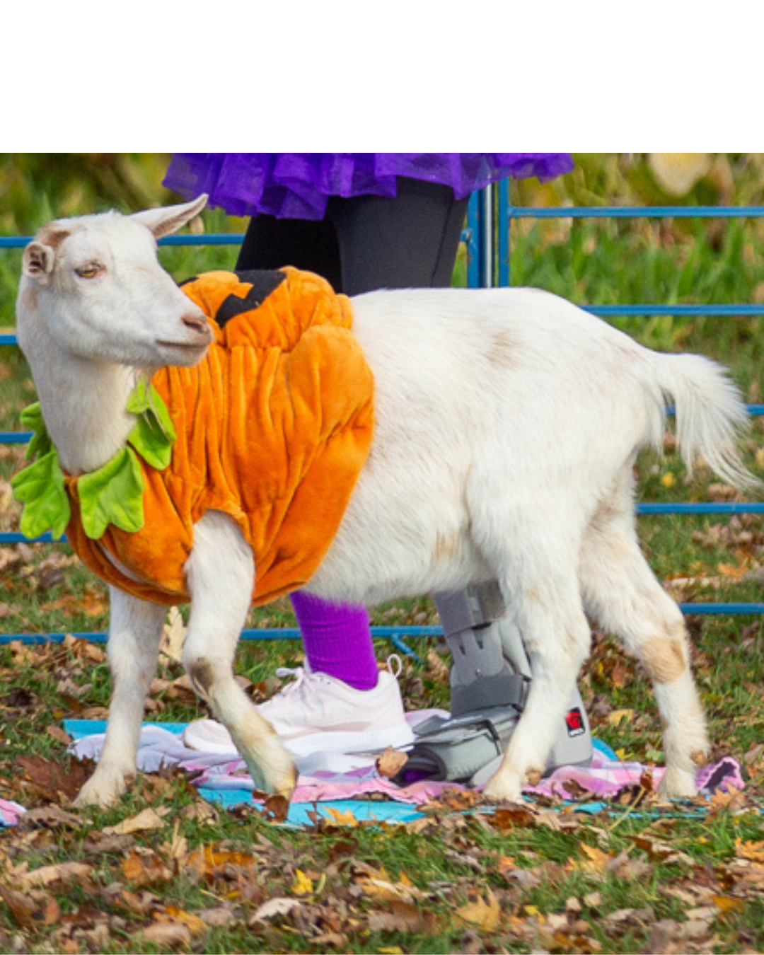 Goat Yoga Pumpkin Patch & Pumpkin Spice Lattes // September 20th // 11 am - 12:30 pm