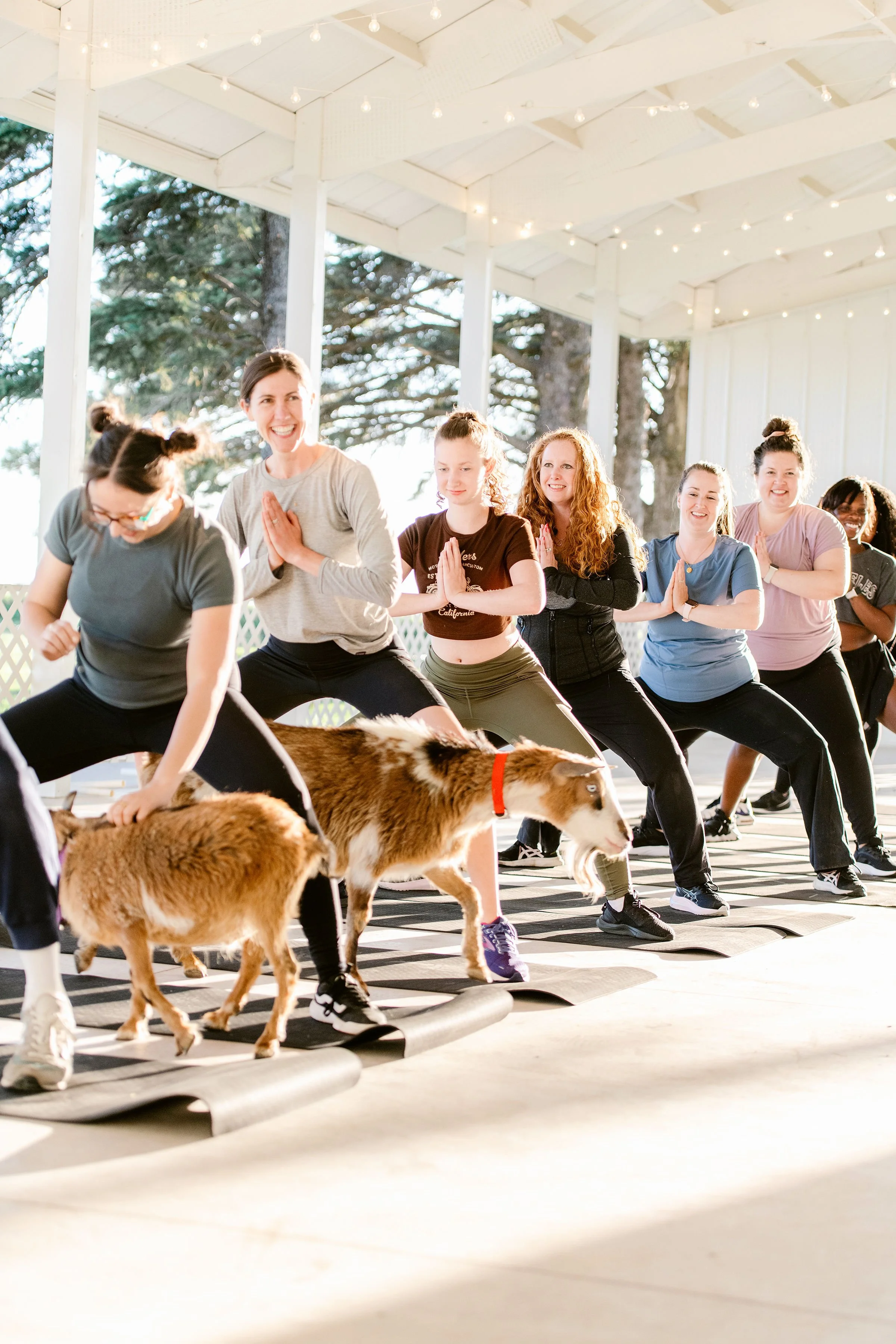 Cowboy Disco Goat Yoga // May 2nd 11 am - 12 pm