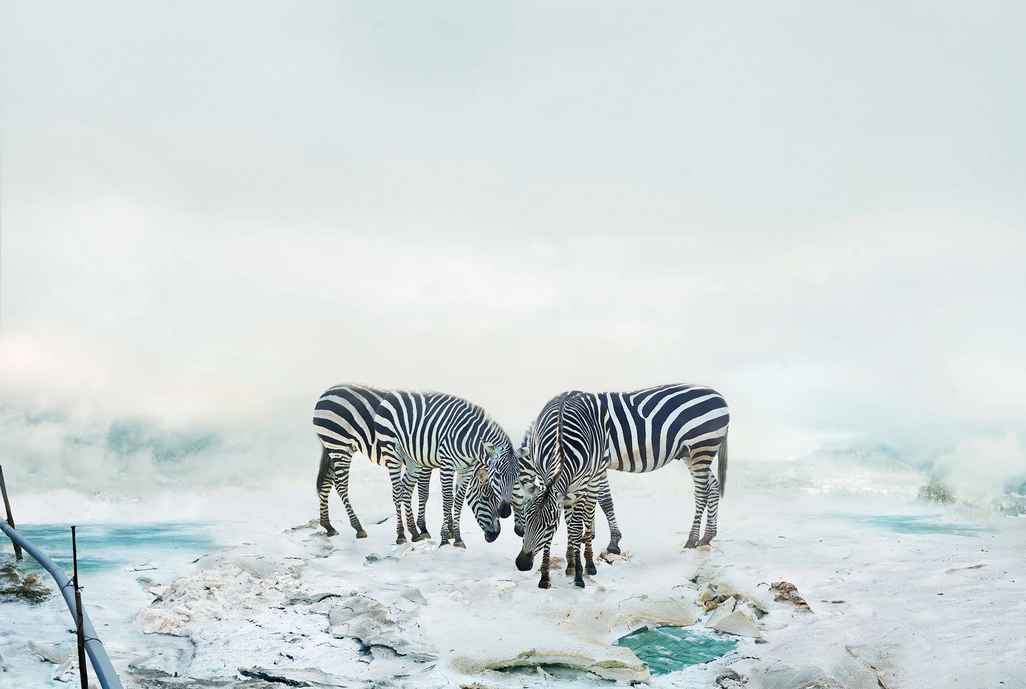 203_303zebras.jpg