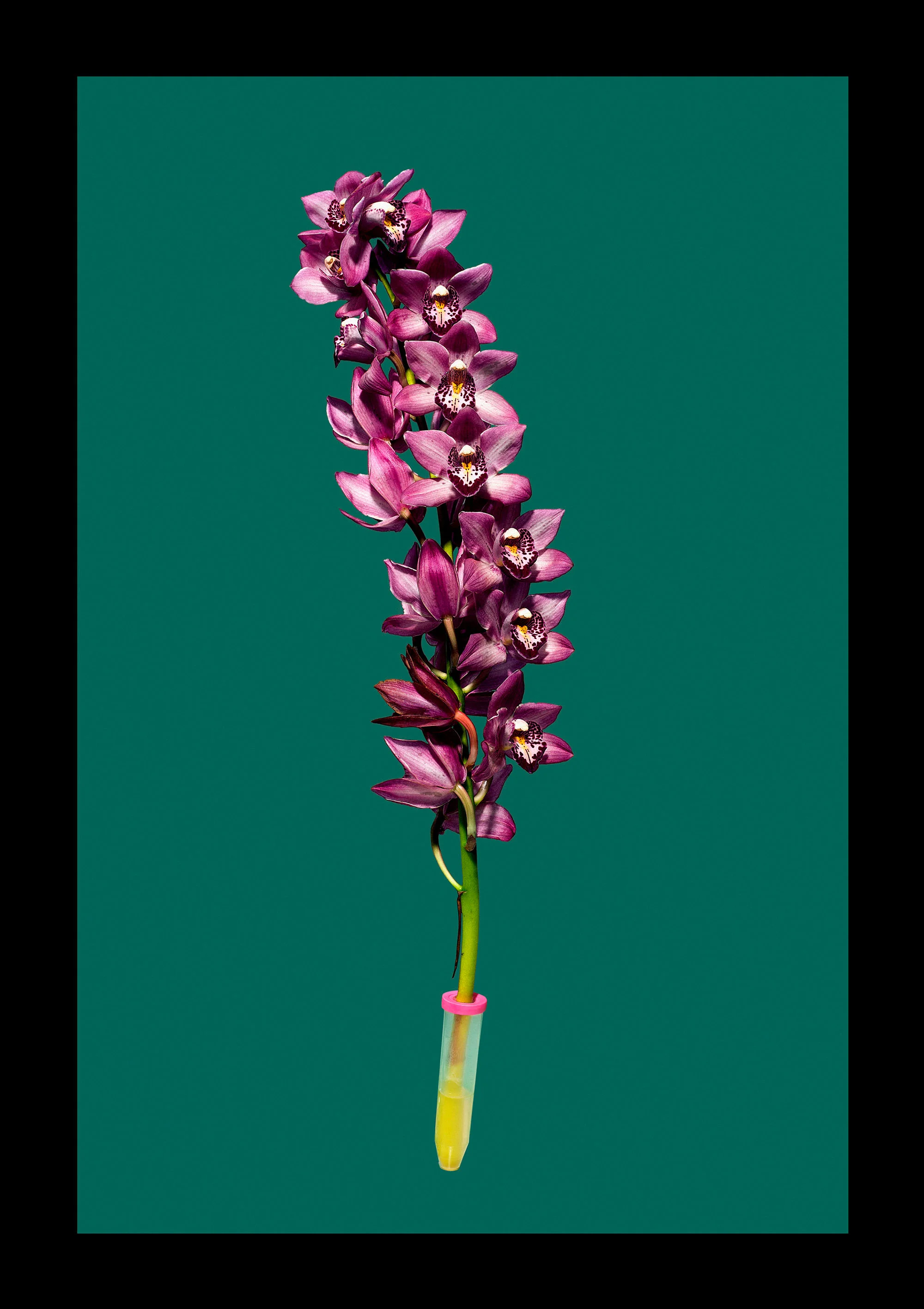 Orchidee_lila_96_136.jpg