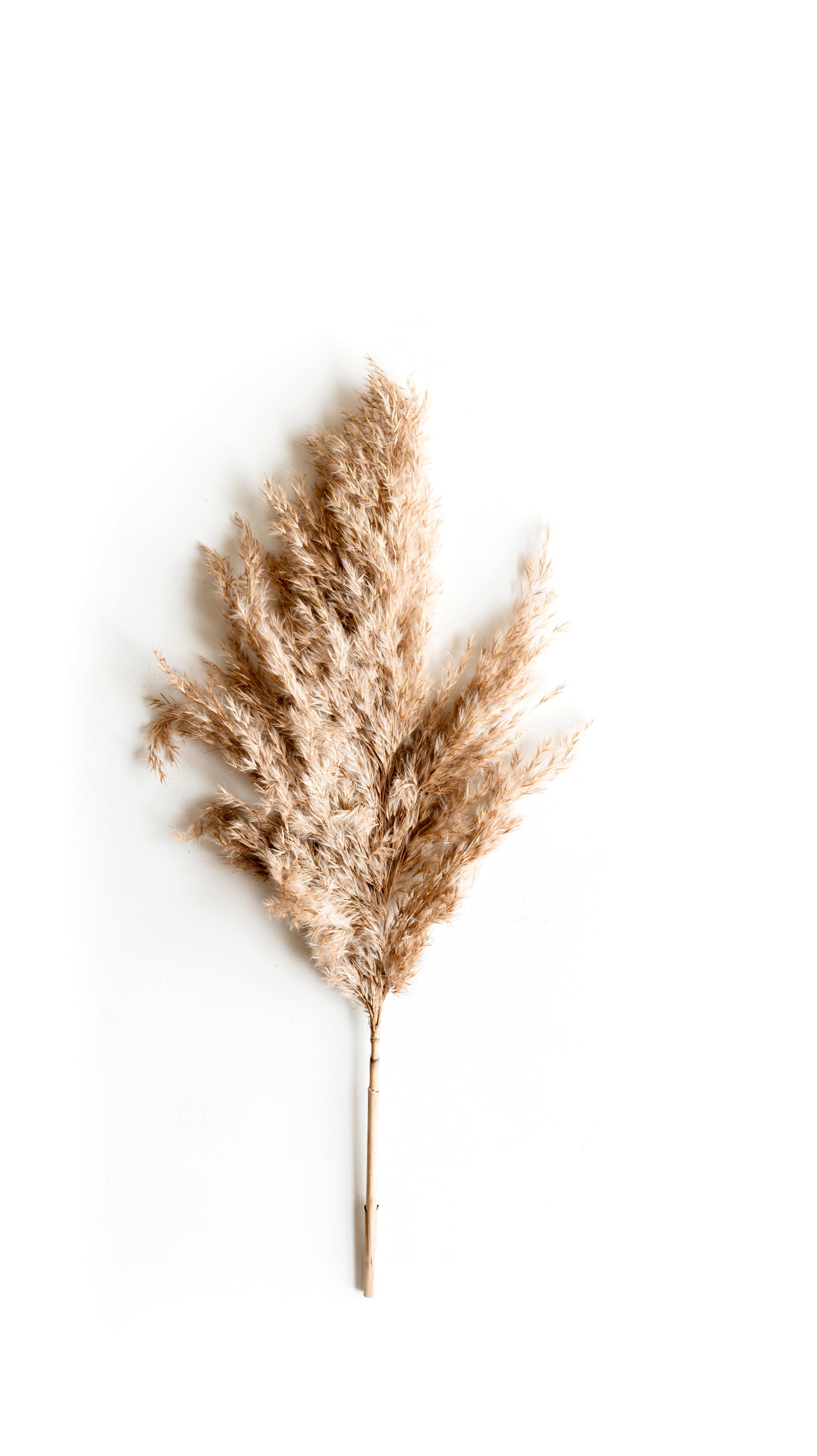 The Prettiest, Fluffiest Pampas Grass You Can Buy Is On Etsy Right Now  