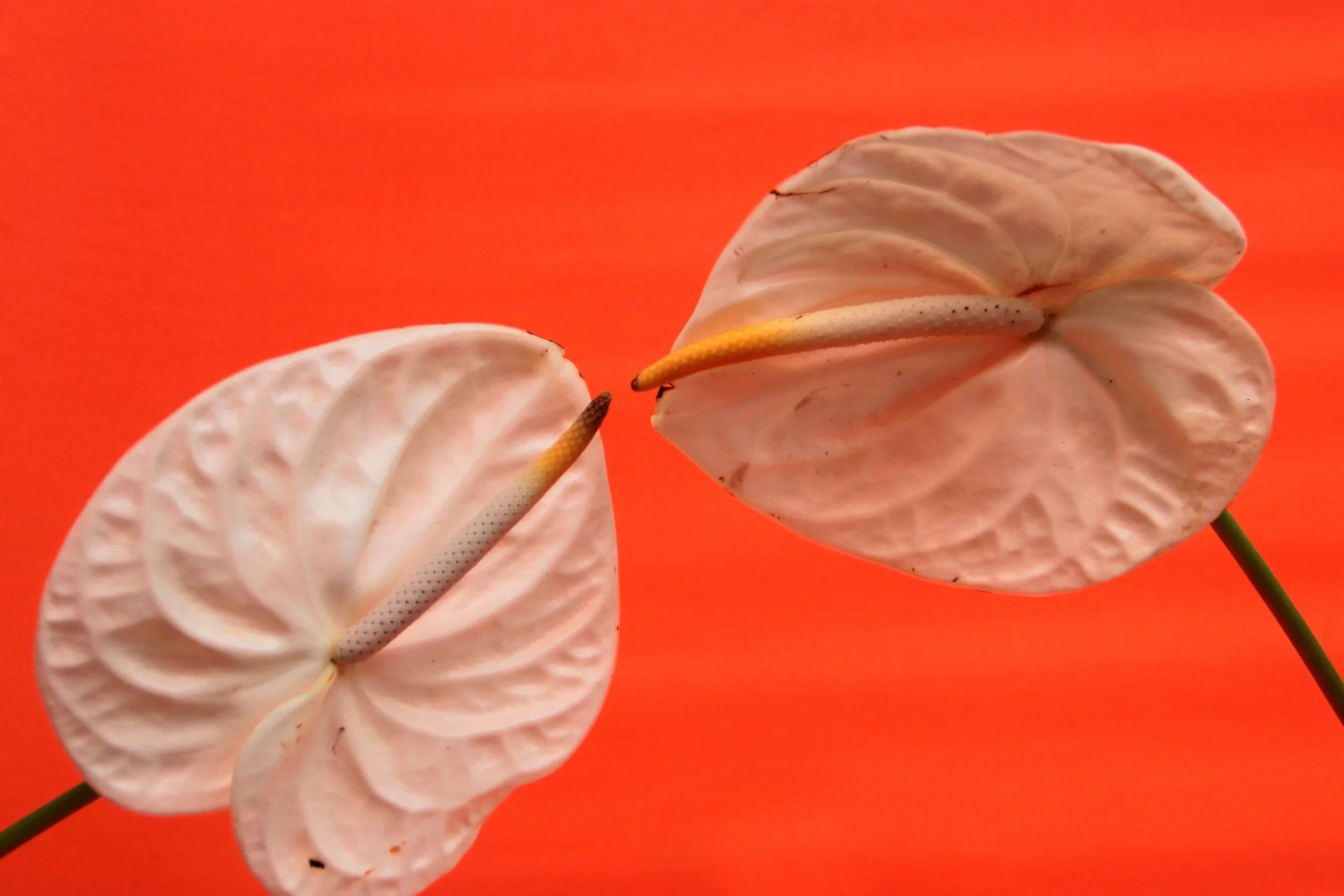 Everything You Never Wanted To Know About STI's But Sort Of Should