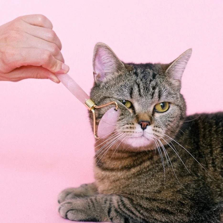 The Candidly 2022 Gift Guide: 21 Gifts For The Pet Obsessed