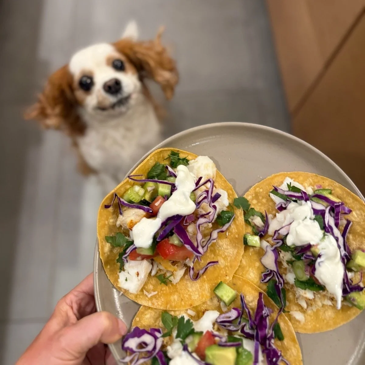 You Need To Be Eating More Of This Fish That You NEVER Eat