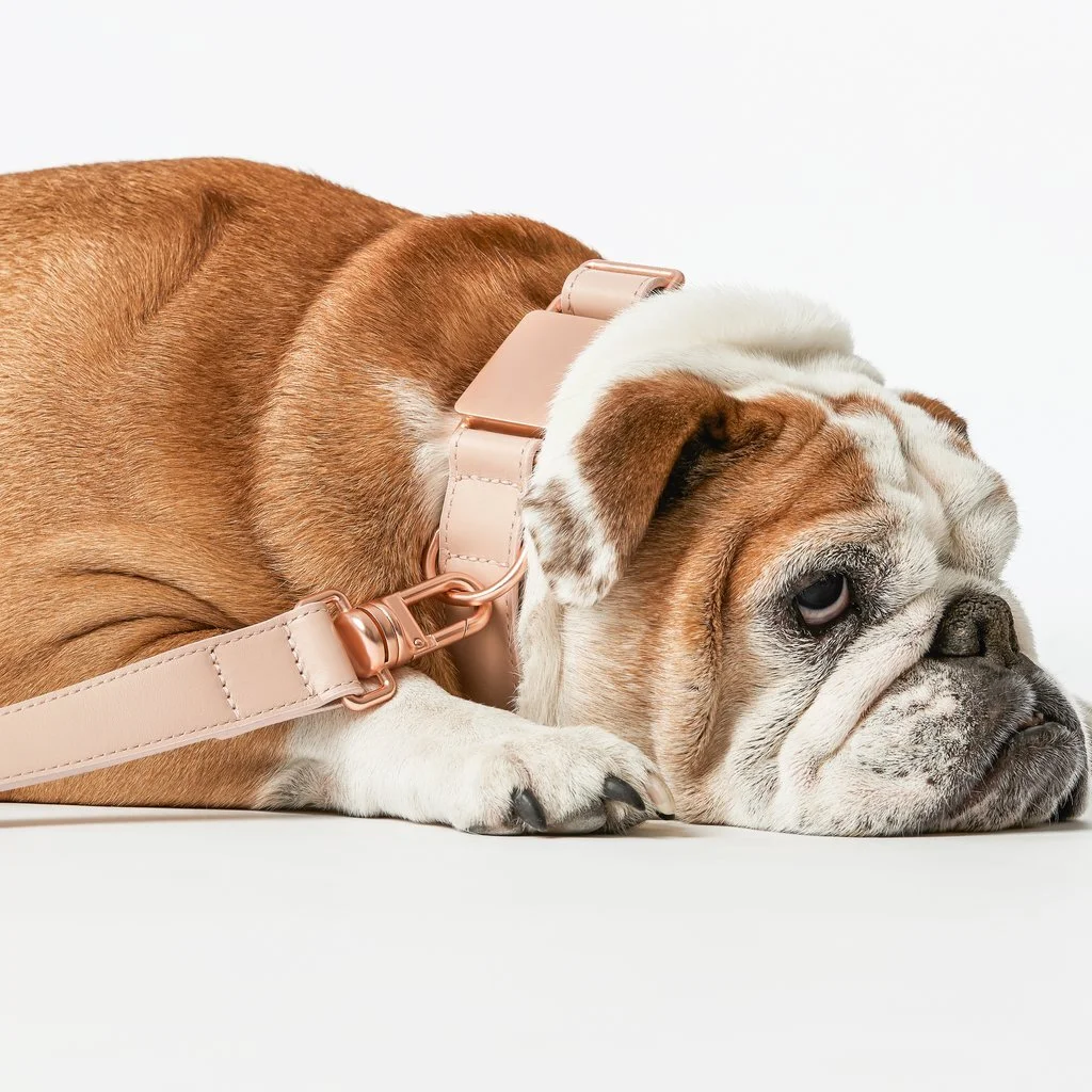 Fable dog collar Outlet