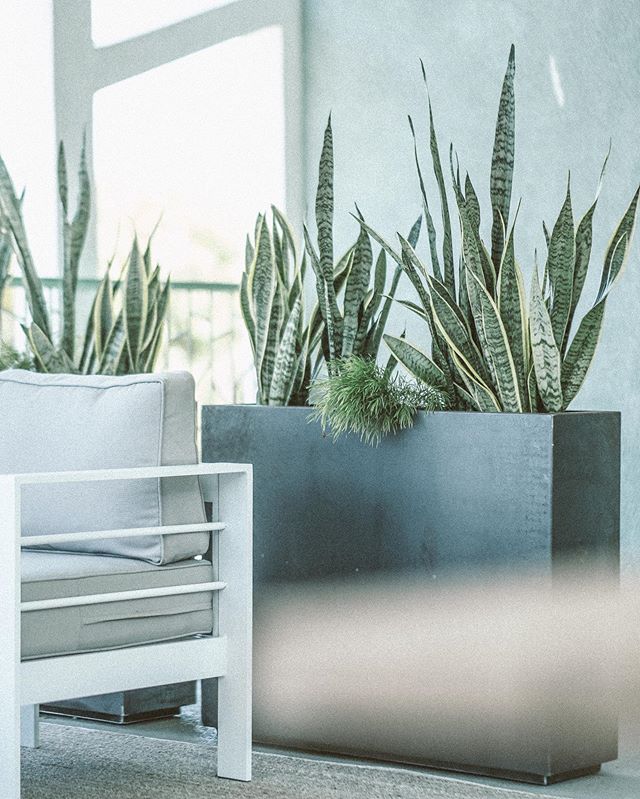 When crafting a space and even greater a community, every detail is of massive importance. Right down to the Sanserviera Laurentis filled steel planters that will naturally rust and embellish Haven&rsquo;s social plain. #havensandiego #havenapartment