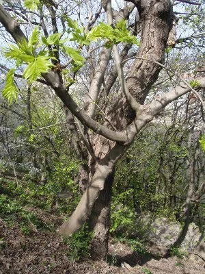 Hoch oben im Baum