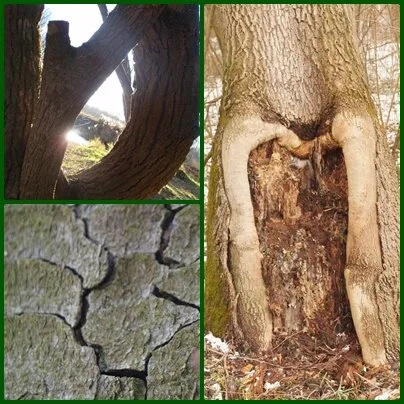 Frühlingsenergie - Holzenergie