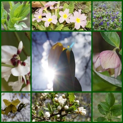Zaubergarten in Frühlingsenergie