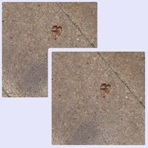 Absichtslosigkeit