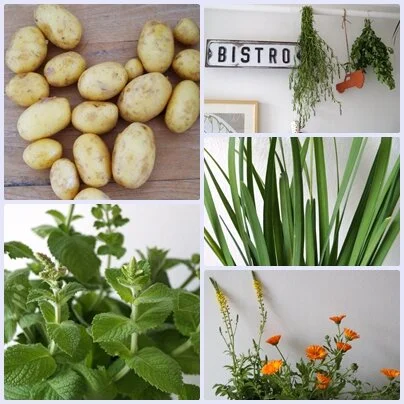Kräuter-Küchen-Garten