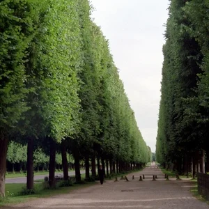 lenotre-1.jpg