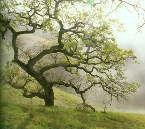 Coast Live Oak