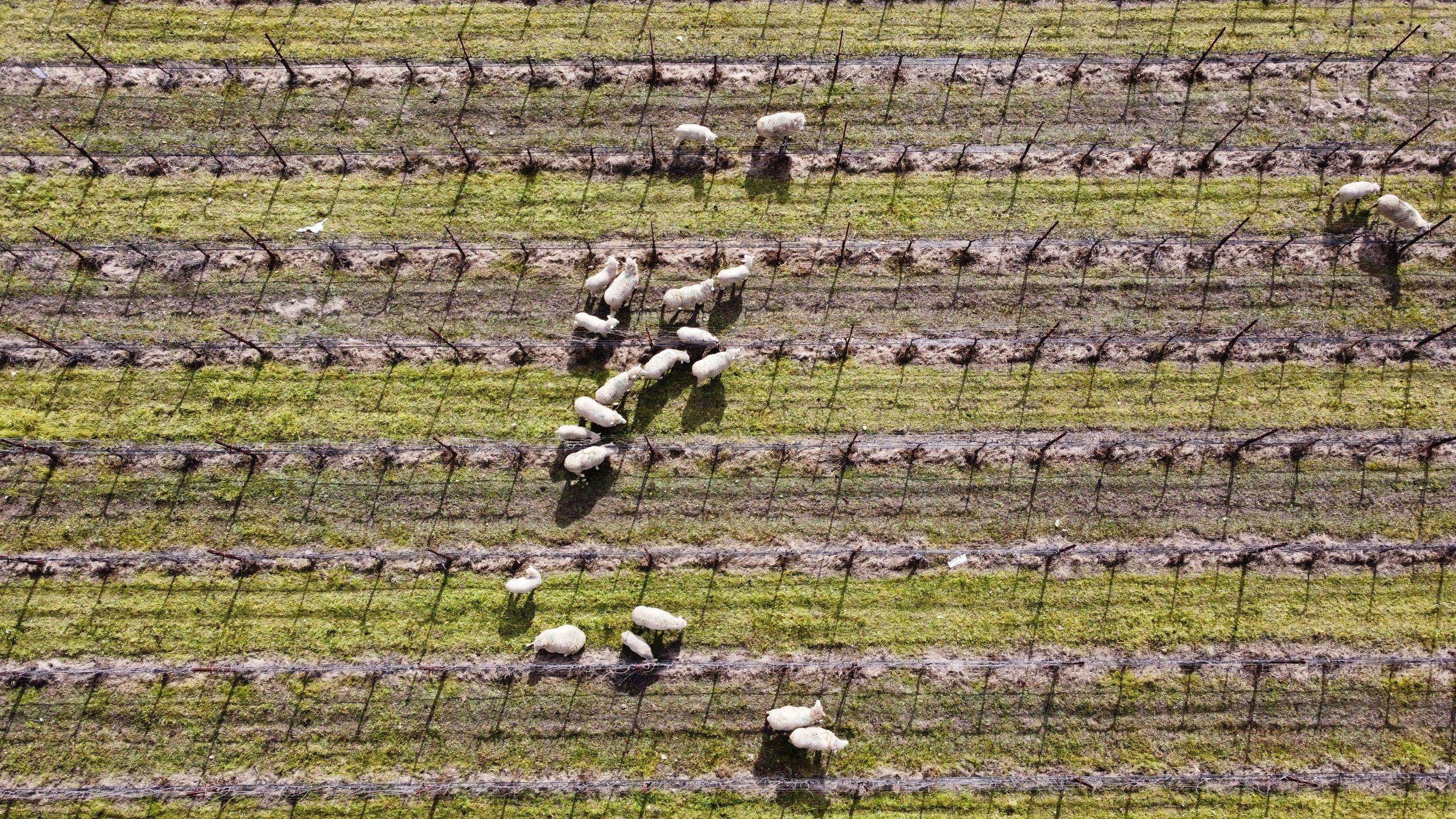 dji_fly_20230223_095318_732_1677174803882_photo_optimized.jpeg