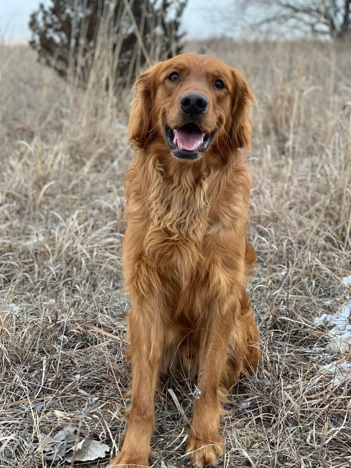 Dex.k9.JPG