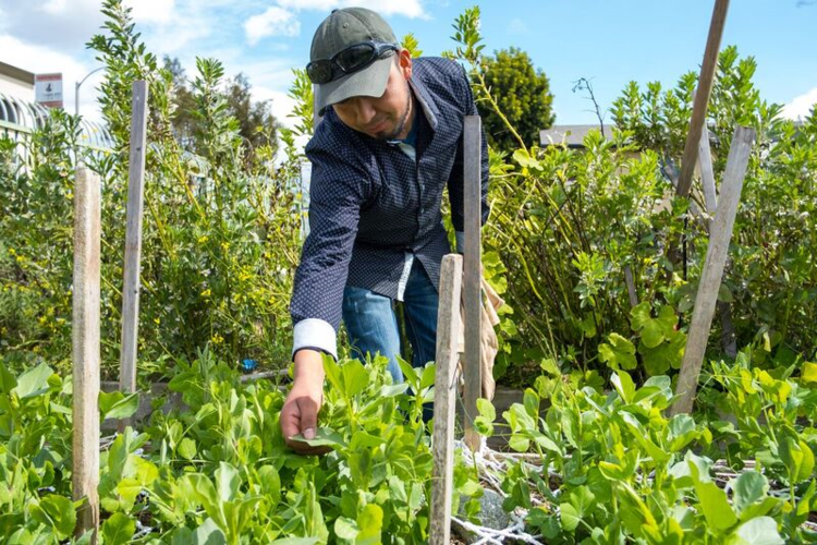 West Athens Victory Garden Los Angeles Neighborhood Land Trust