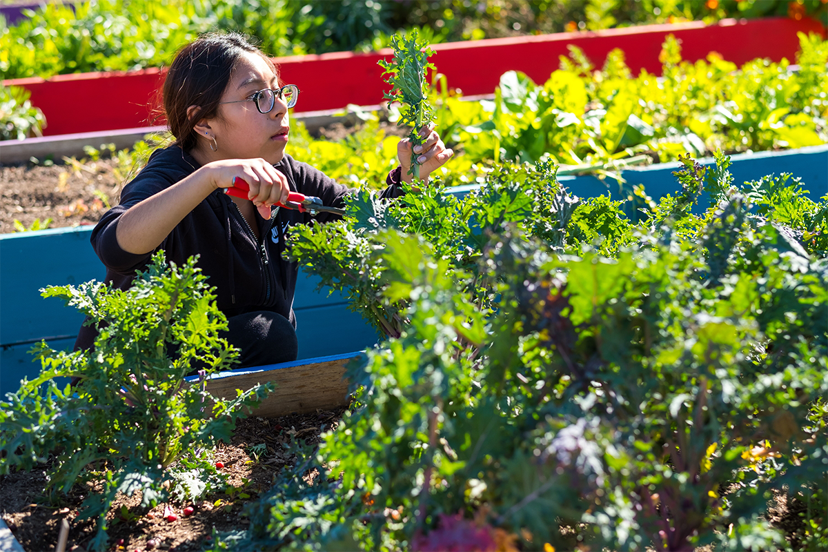 Fremont kale garden bed.png