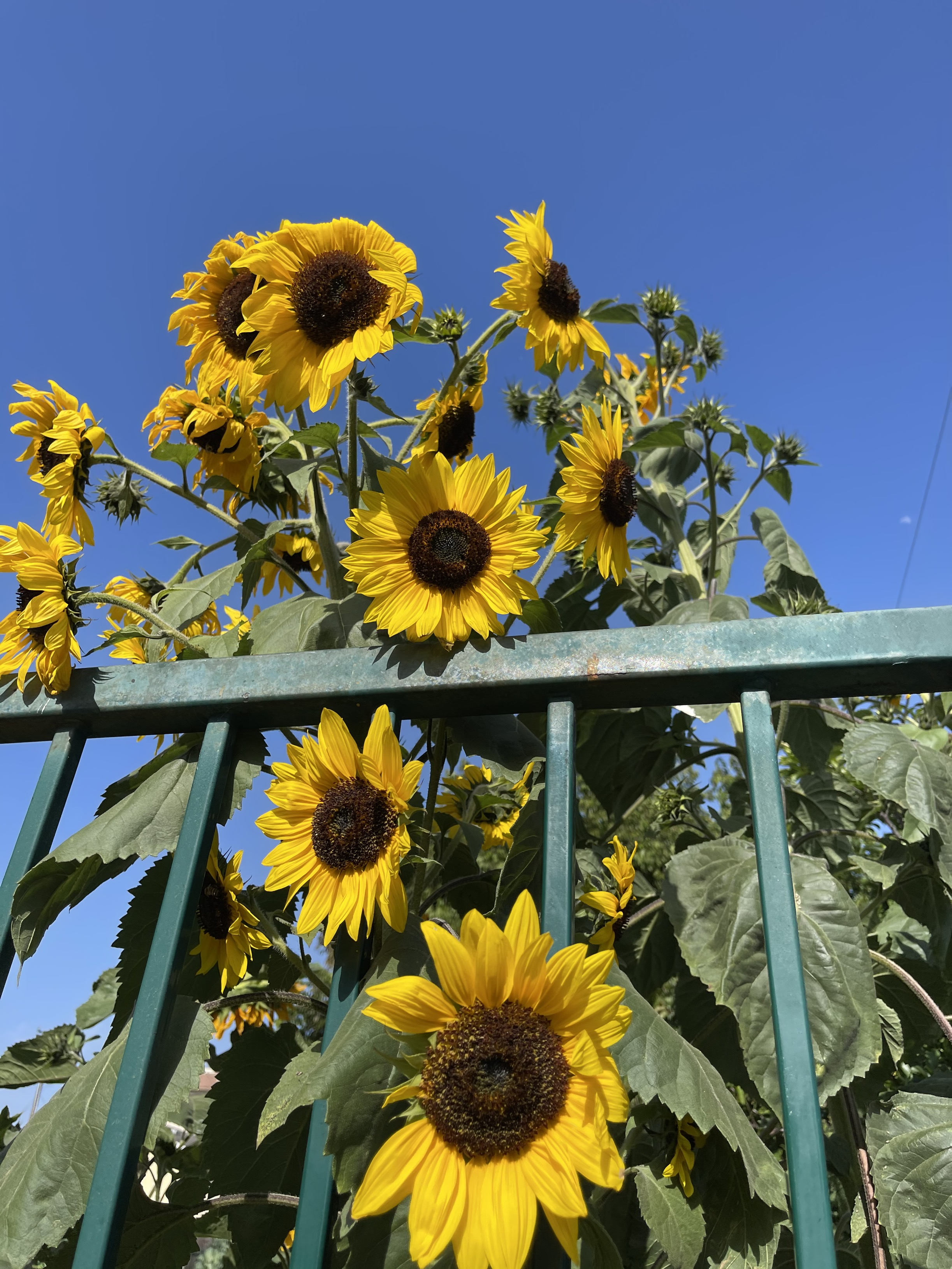 Our Gardens in Bloom