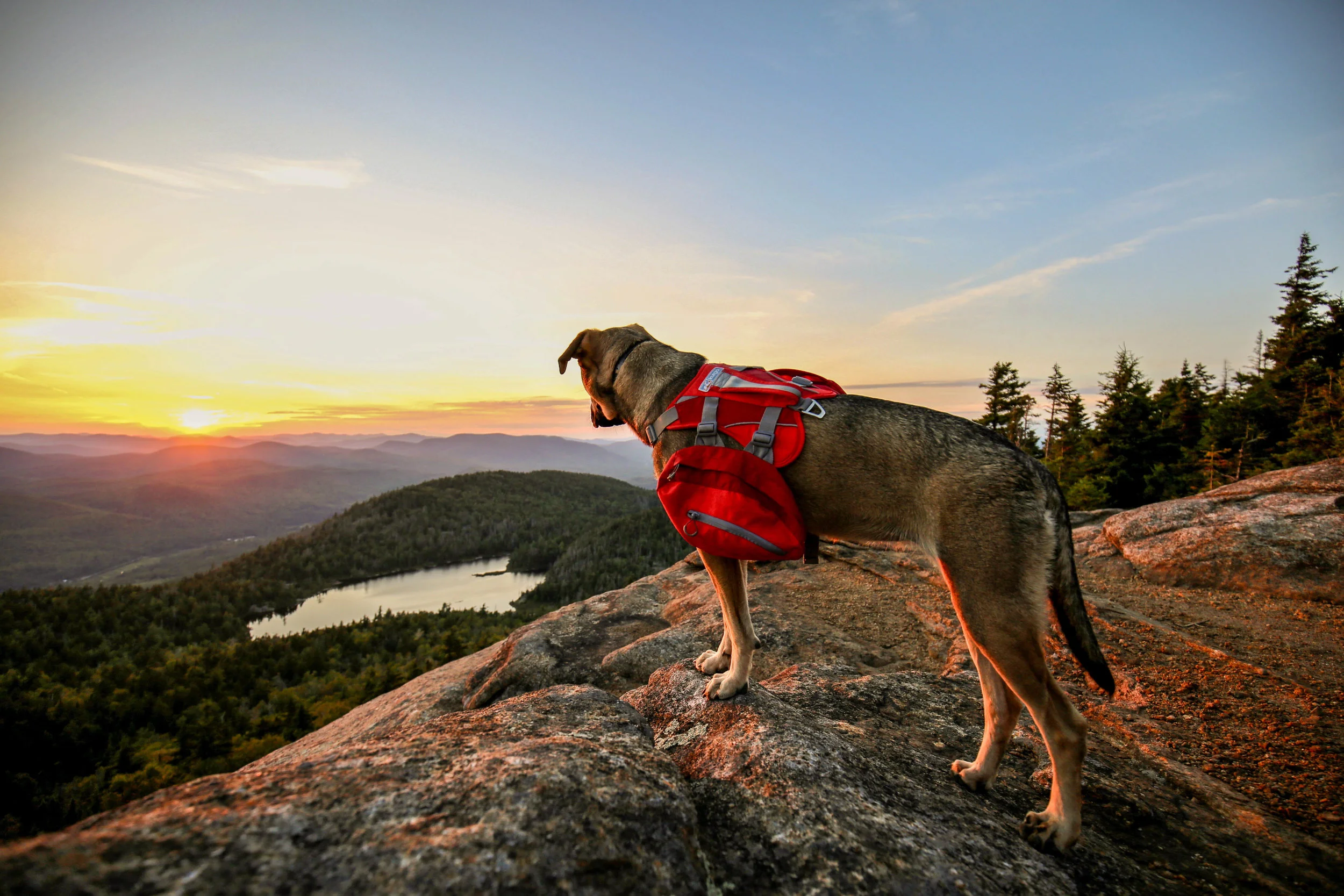 Evan & Hilary’s ADK-9 Lucy has her own Insta! Follow her adventures here .